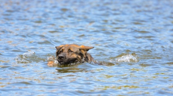dog swimming in ocean | Island Real Estate