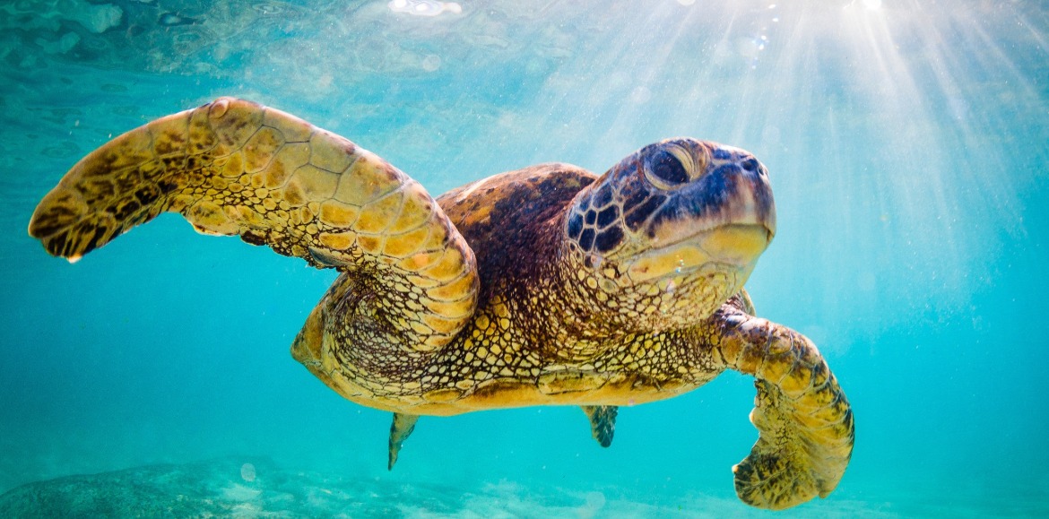 sea turtle swimming in the ocean | Island Real Estate