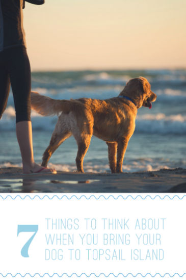 7 Things to Think About When You Bring Your Dog to Topsail Island  | Island Real Estate
