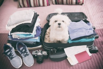 Dog On Vacation | Island Real Estate