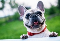 Dog | Island Real Estate