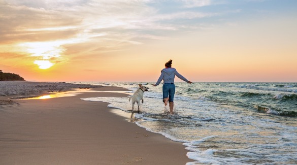 Dog on the beach | Island Real Estate