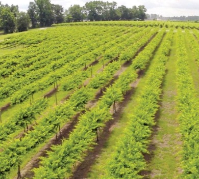 duplin winery | Island Real Estate