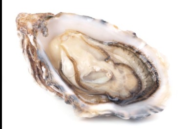 Oyster | Island Real Estate