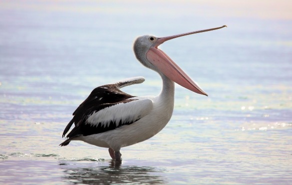 pelican in the water | Island Real Estate