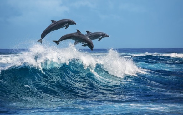 dolphins jumping out of the water | Island Real Estate