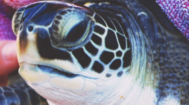 sea turtle at Karen Beasley Sea Turtle Hospital | Island Real Estate