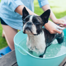 dog getting a bath