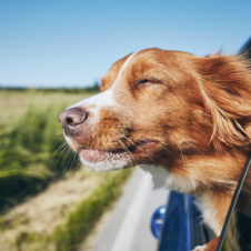 dog with head out of window