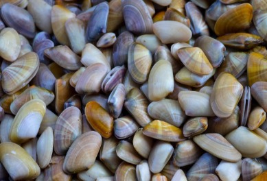 Coquina Clams | Island Real Estate