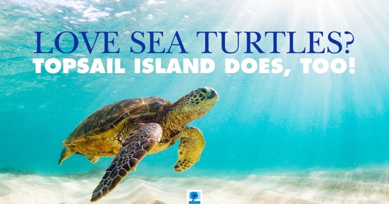 Love Sea Turtles? Topsail Island Does, Too!