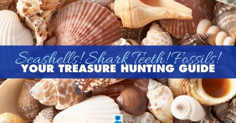 Seashells! Shark Teeth! Fossils! Your Treasure Hunting Guide