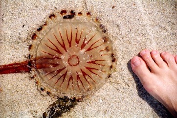 Jellyfish | Island Real Estate 