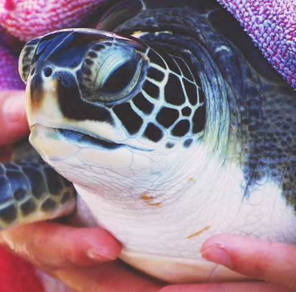 sea turtle at Karen Beasley Sea Turtle Hospital in Surf City | Island Real Estate