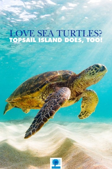 Love Sea Turtles? Topsail Island Does, Too!