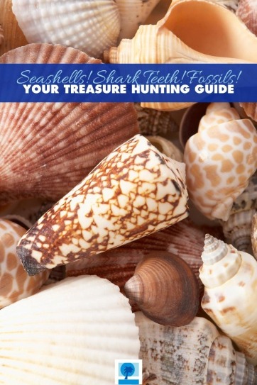 Seashells! Shark Teeth! Fossils! Your Treasure Hunting Guide