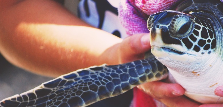 rescued sea turtle | Island Real Estate