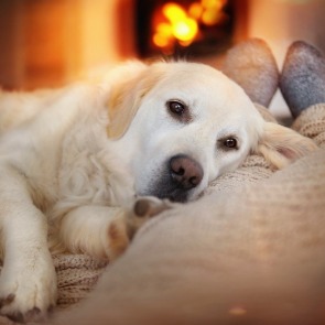 dog cuddling in winter | Island Real Estate