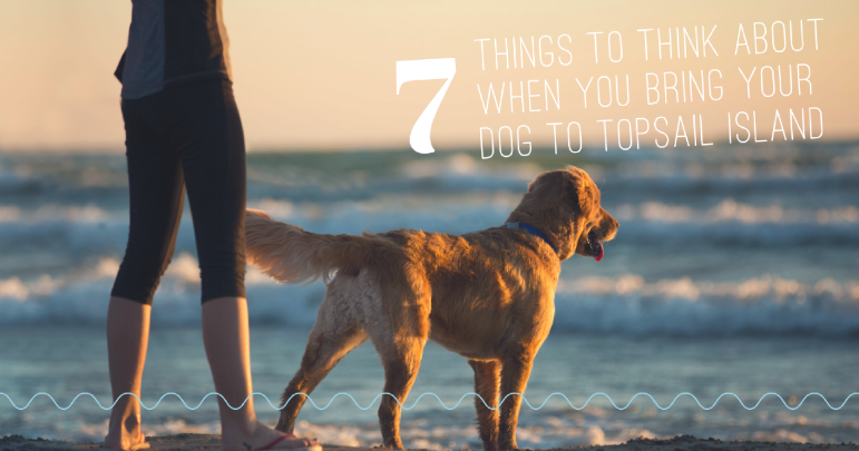 7 Things to Think About When You Bring Your Dog to Topsail Island | Island Real Estate