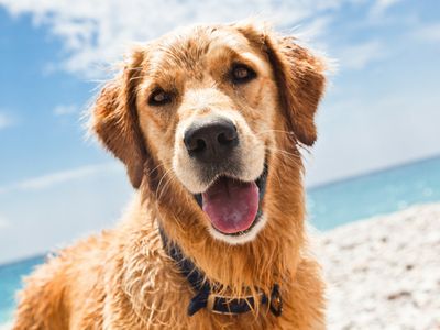 dog on beach