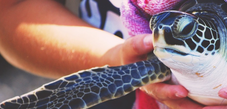 ir-sea-turtle-hospital-topsail-island-SZcfB1 | Island Real Estate Turtle hospital