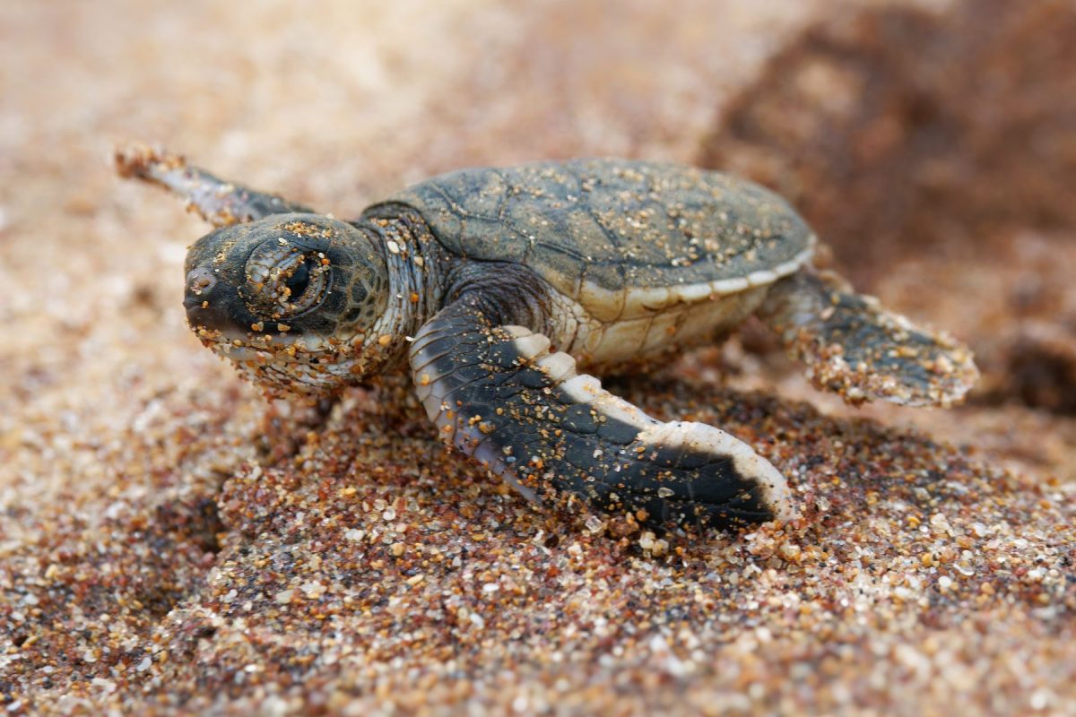 shutterstock_2501980883 | Island Real Estate baby sea turtle